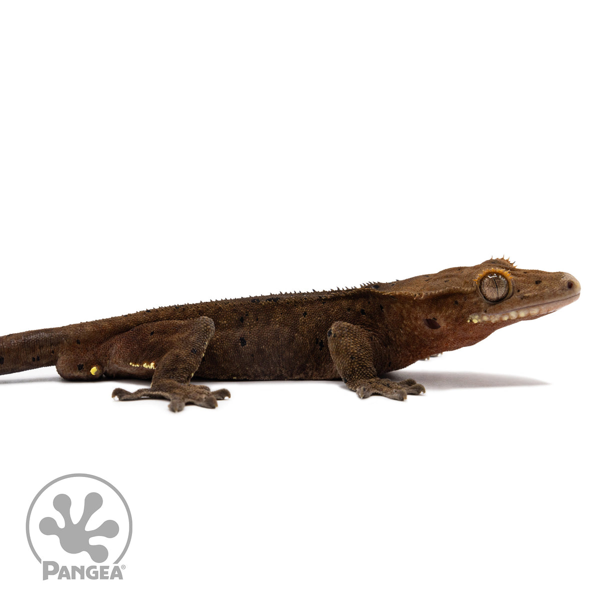 Cr-2764 facing right