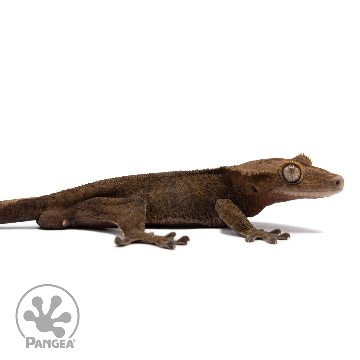 Cr-2765 facing right