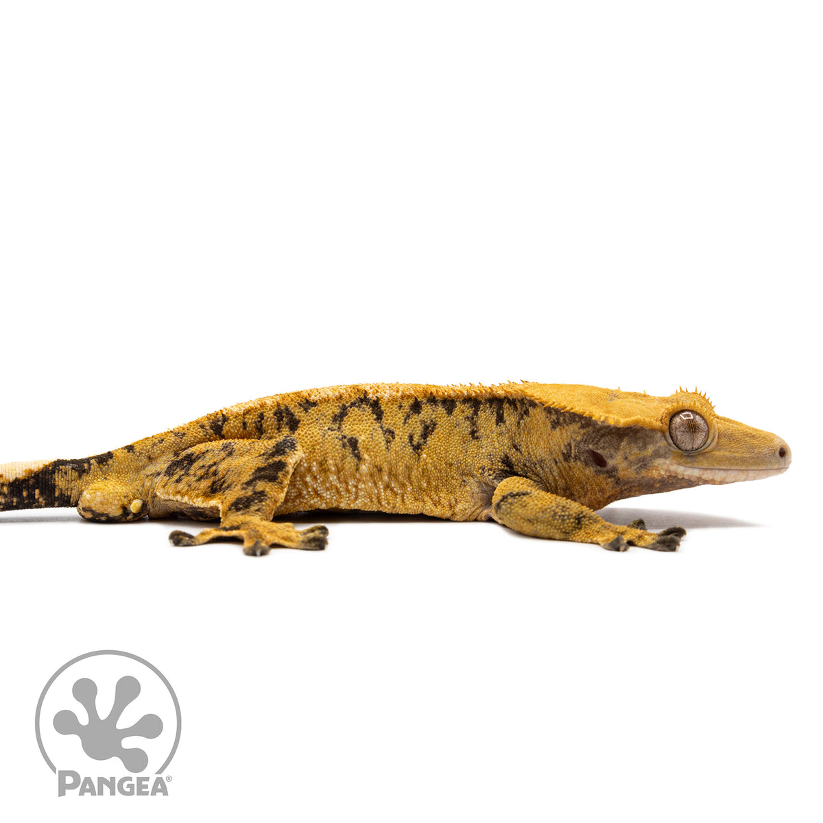 Cr-2766 facing right