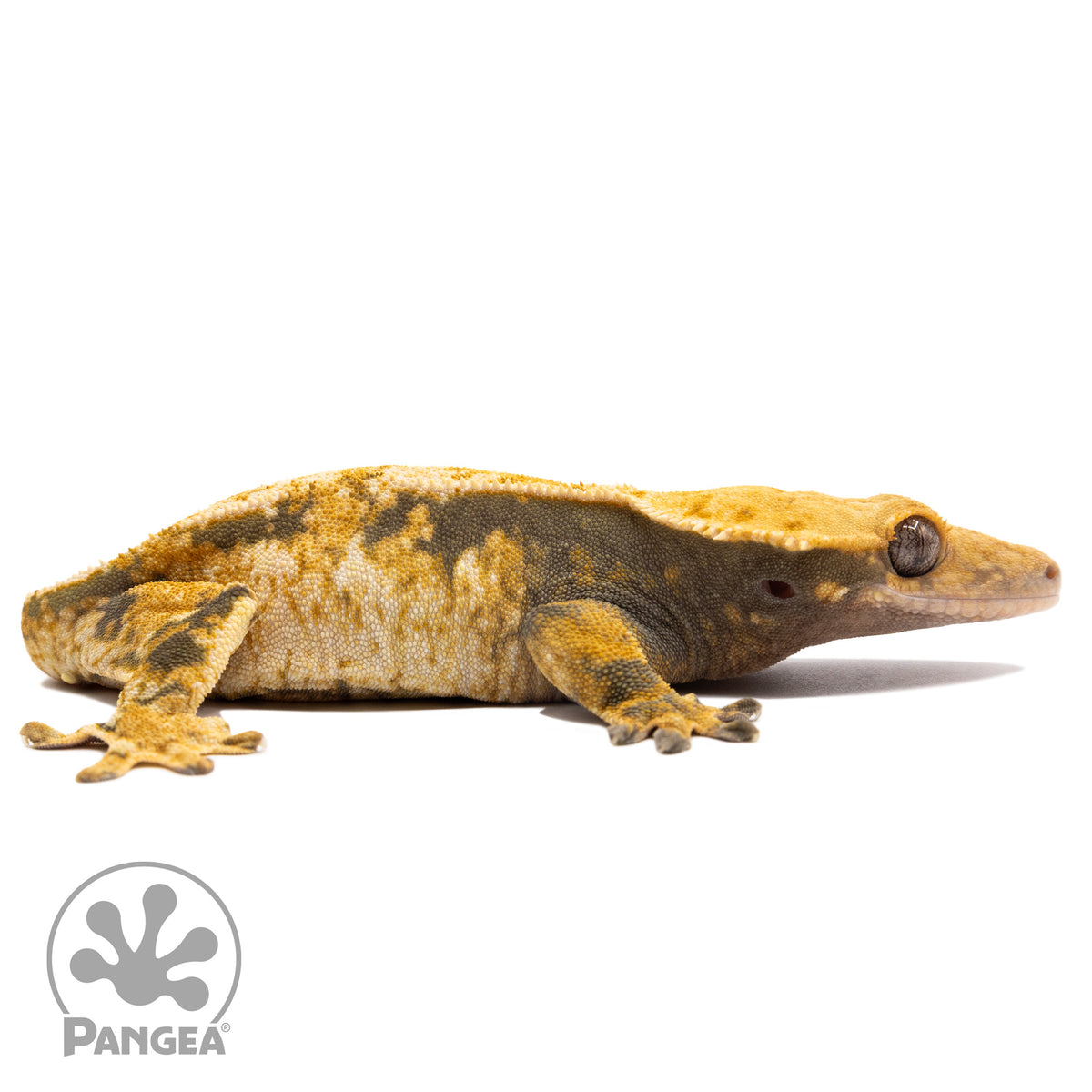 Cr-2771 facing right