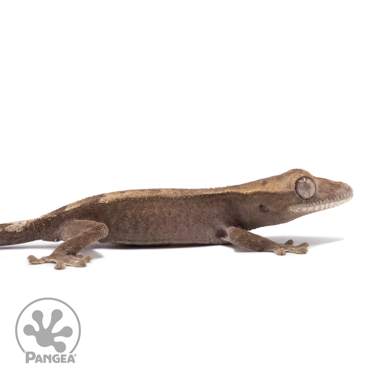 Cr-2774 facing right