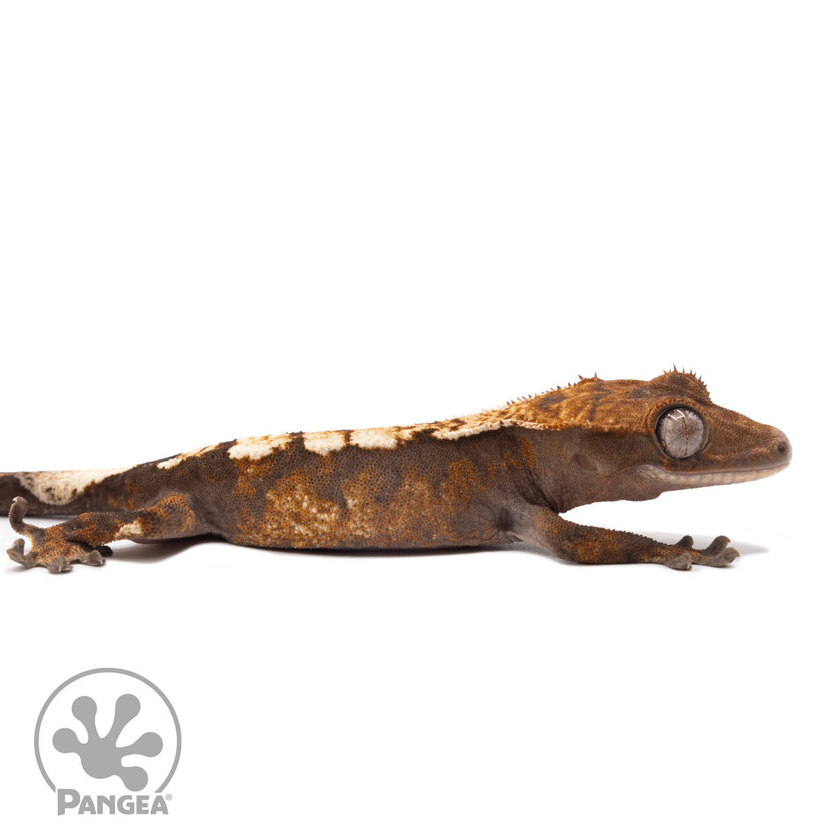 Cr-2775 facing right