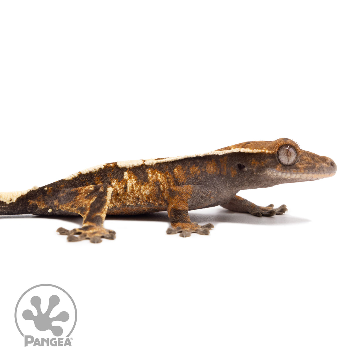 Cr-2777 facing right