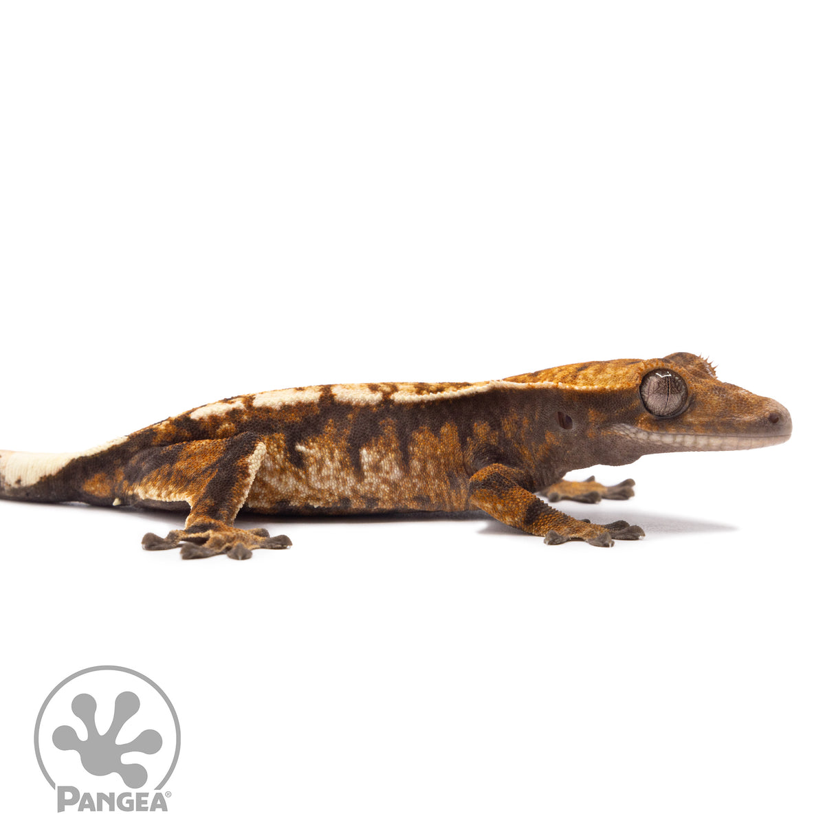 Cr-2778 facing right