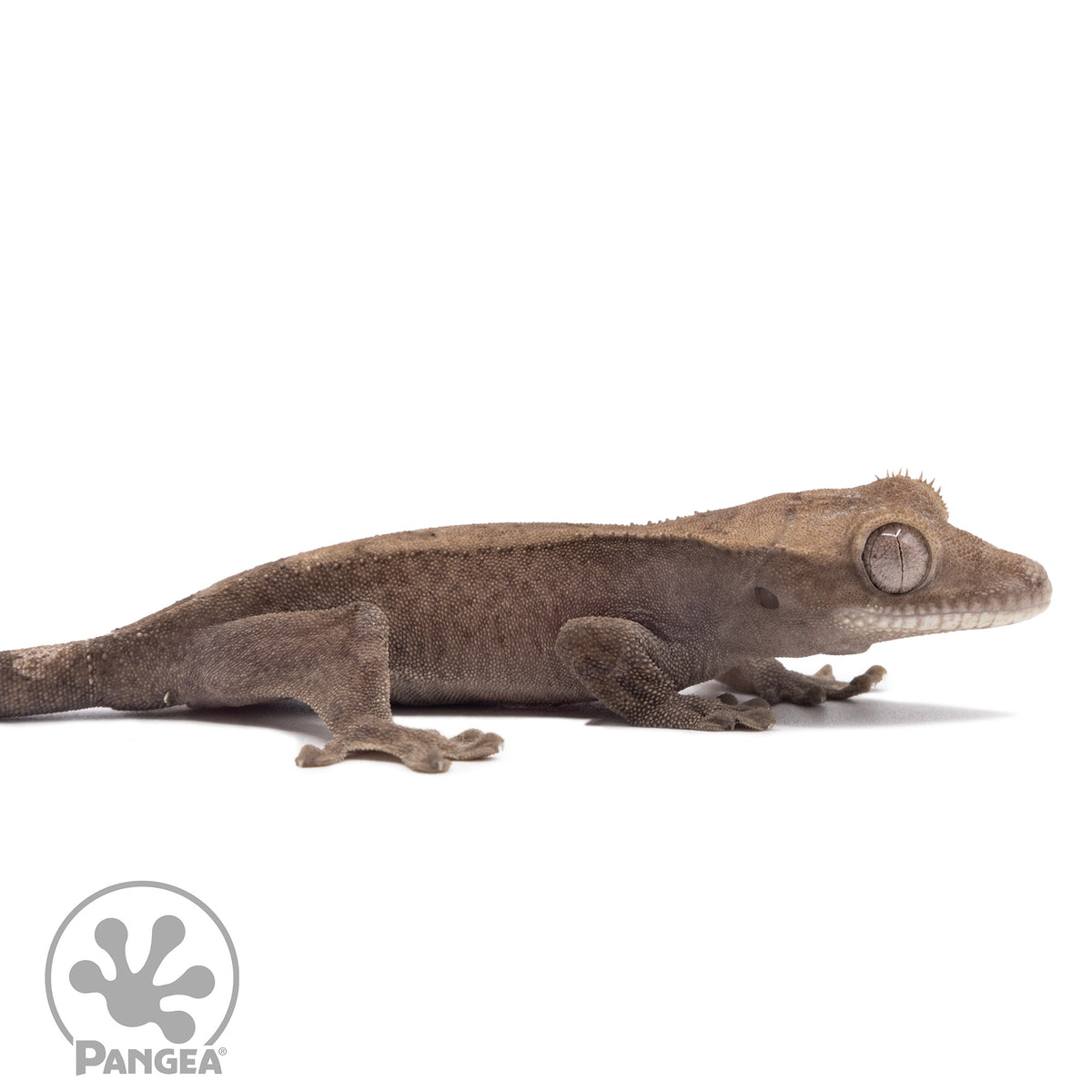 Cr-2779 facing right