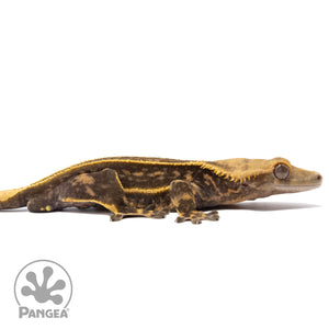 Cr-2782 facing right