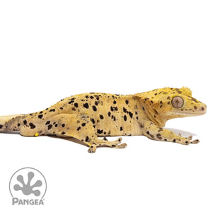 Cr-2786 facing right