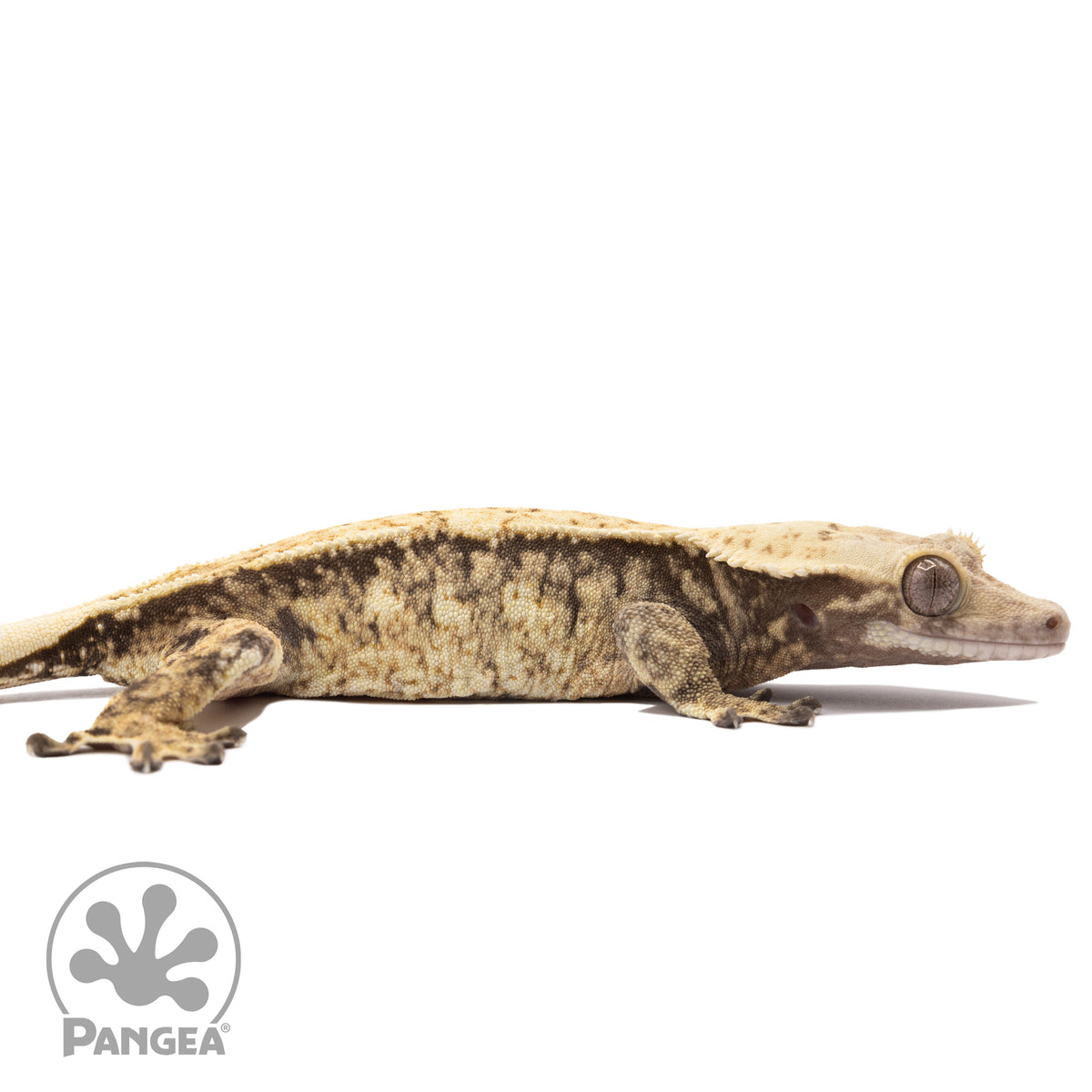 Cr-2789 facing right