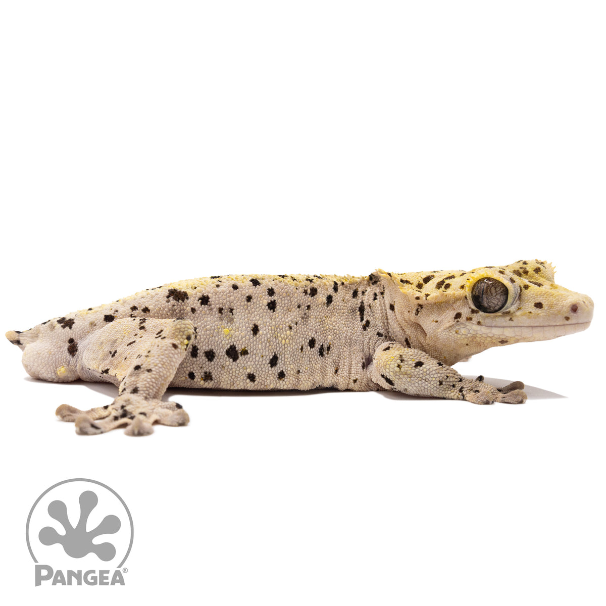 Cr-2793 facing right