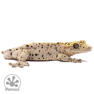 Cr-2793 facing right