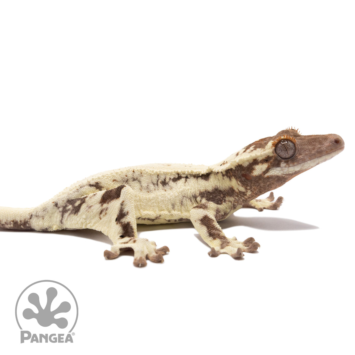 Cr-2801 facing right