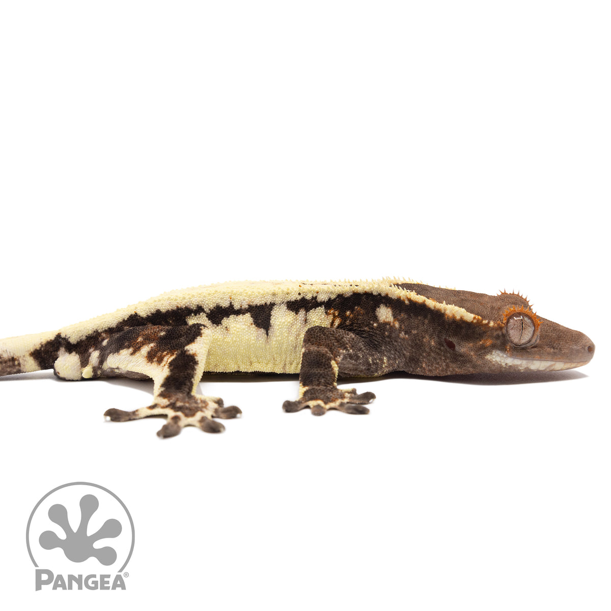 Cr-2802 facing right