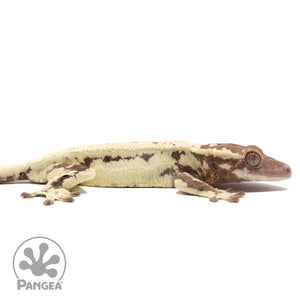 Cr-2803 facing right