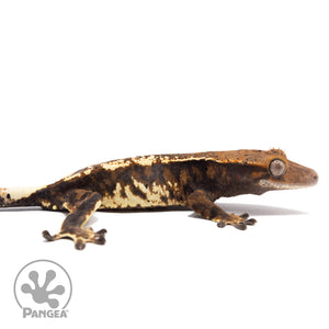 Cr-2809 facing right