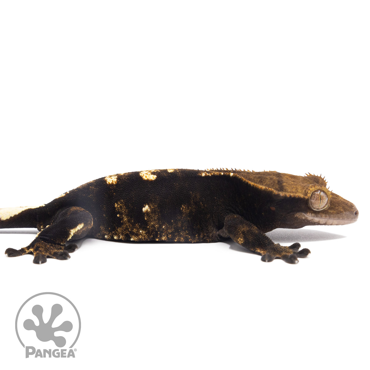 Cr-2821 facing right