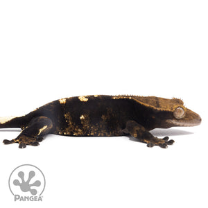 Cr-2821 facing right