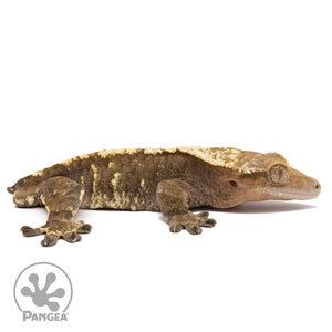 Cr-2822 facing right