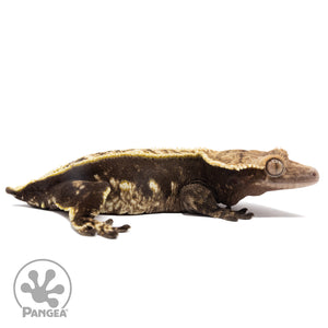 Cr-2823 facing right