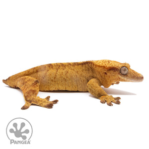 Cr-2826 Facing right