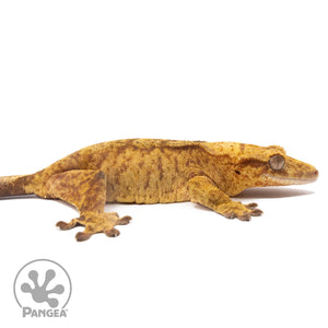 Cr-2827 facing right