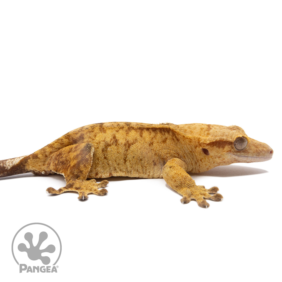 Cr-2828 facing right