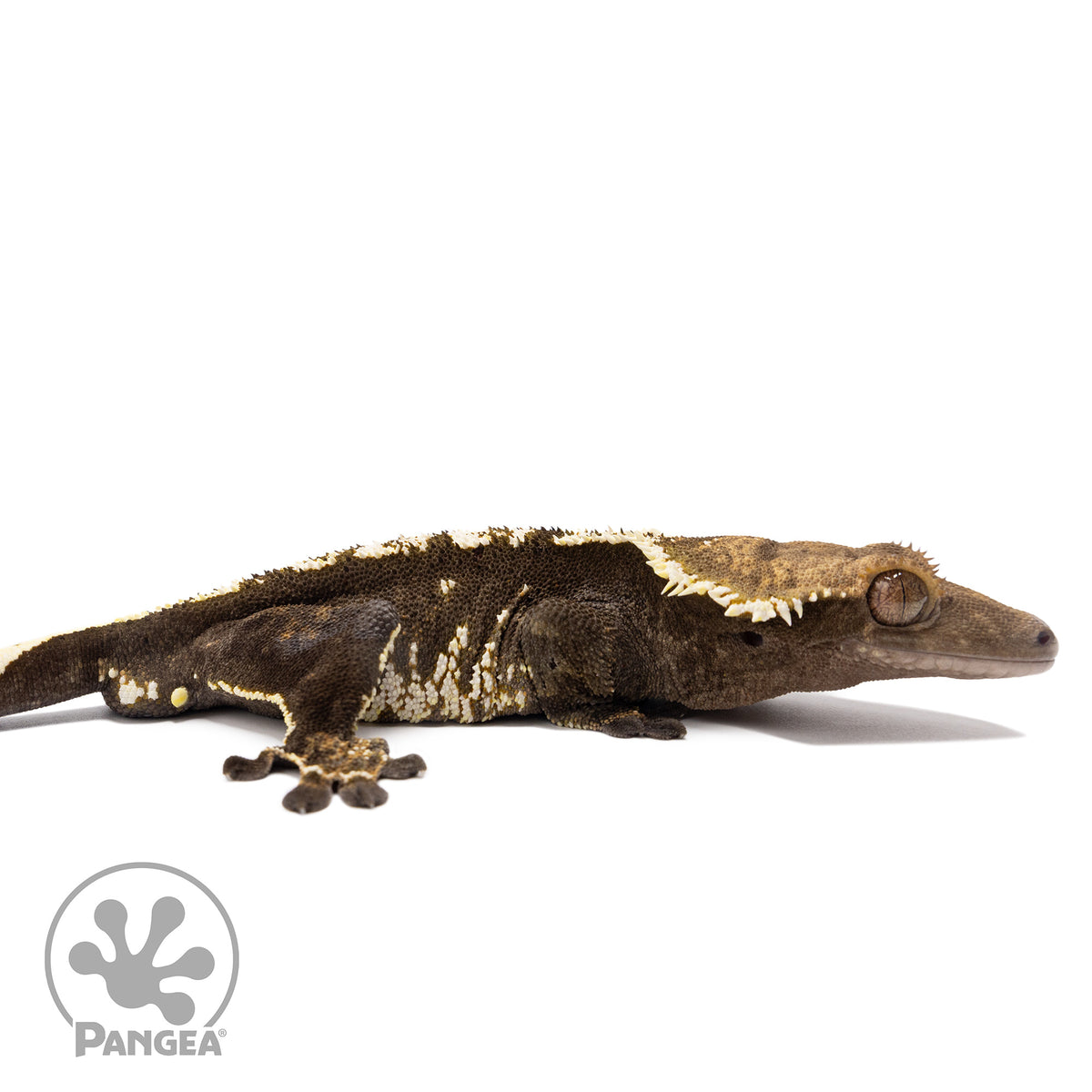 Cr-2829 facing right