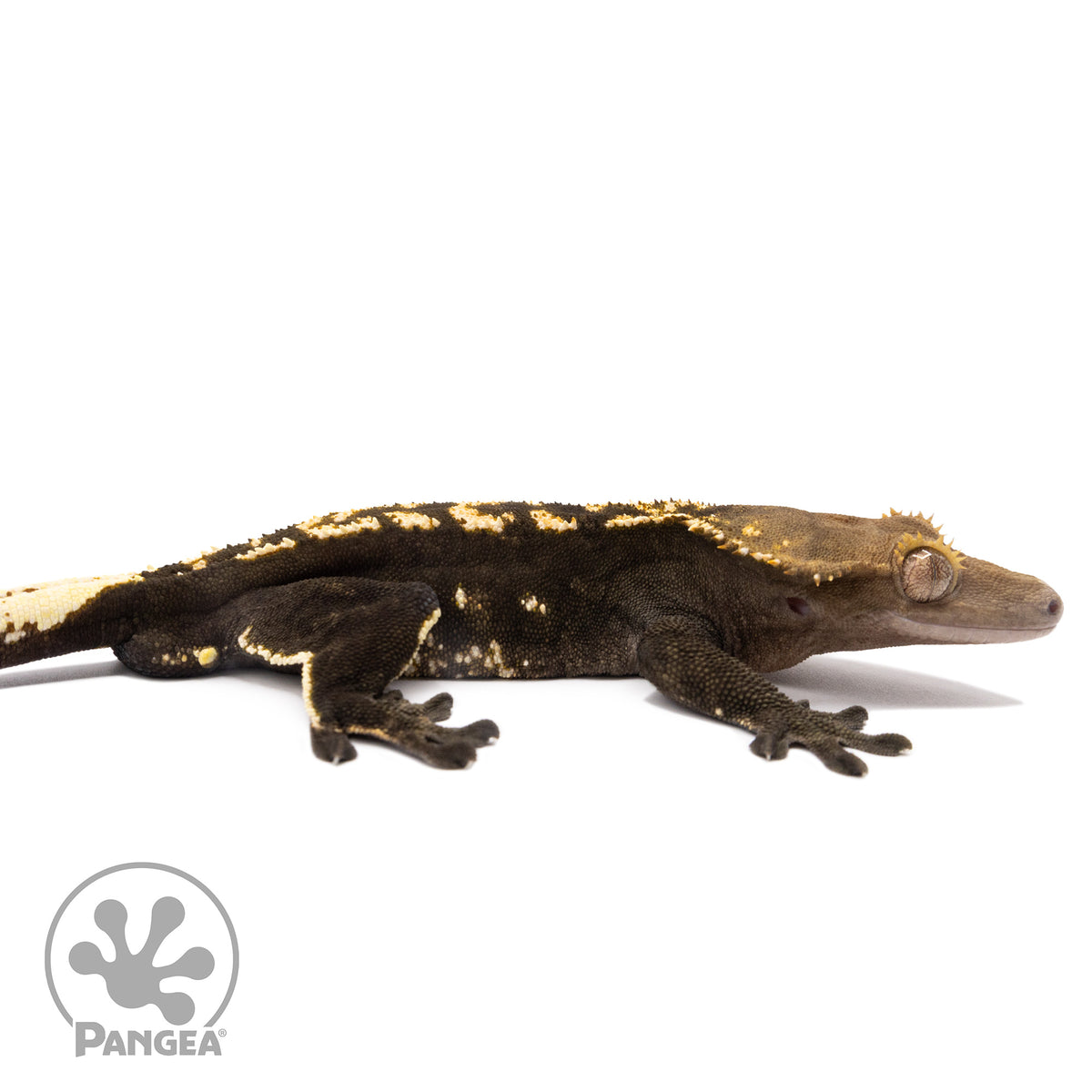 Cr-2830 facing right