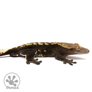 Cr-2830 facing right