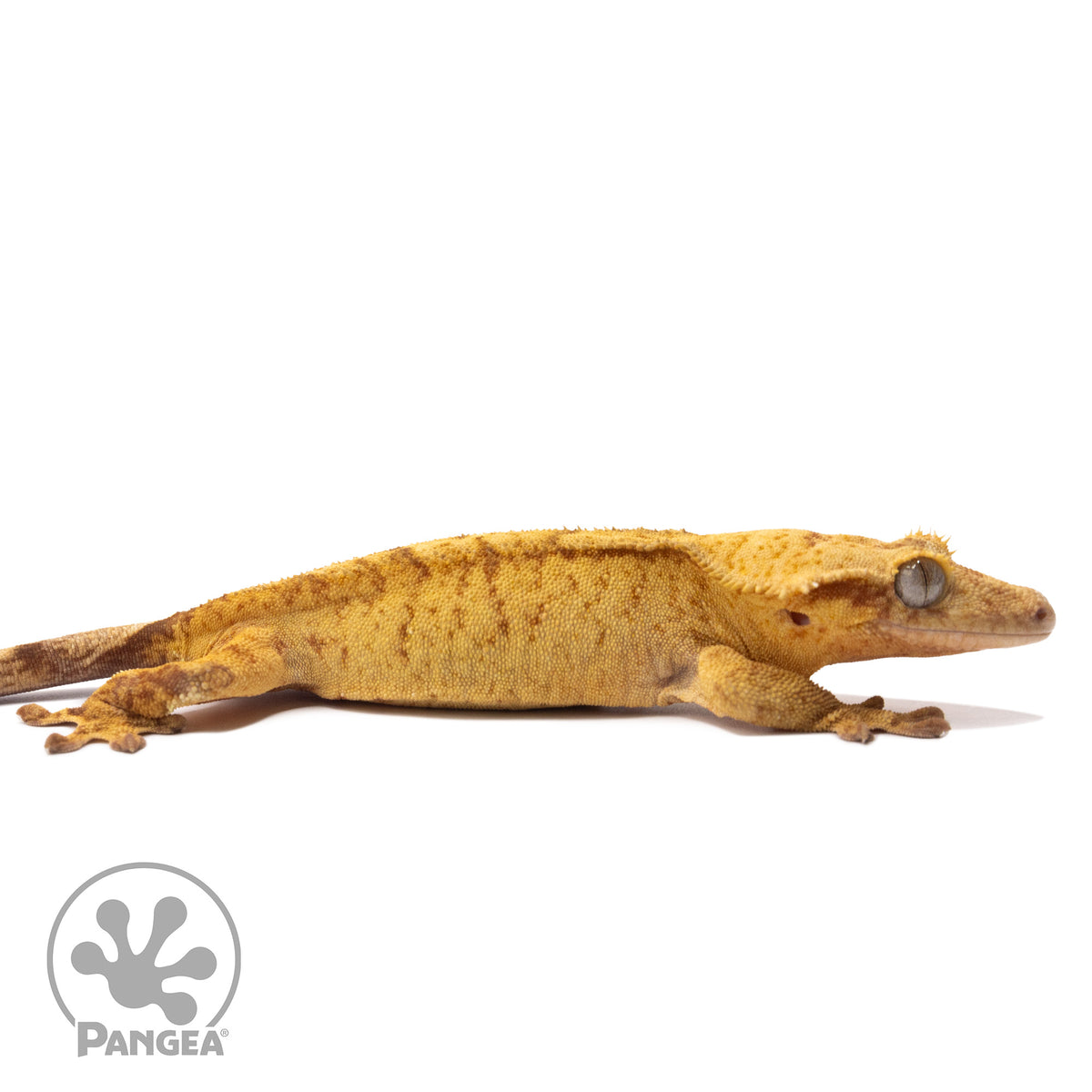 Cr-2834 facing right