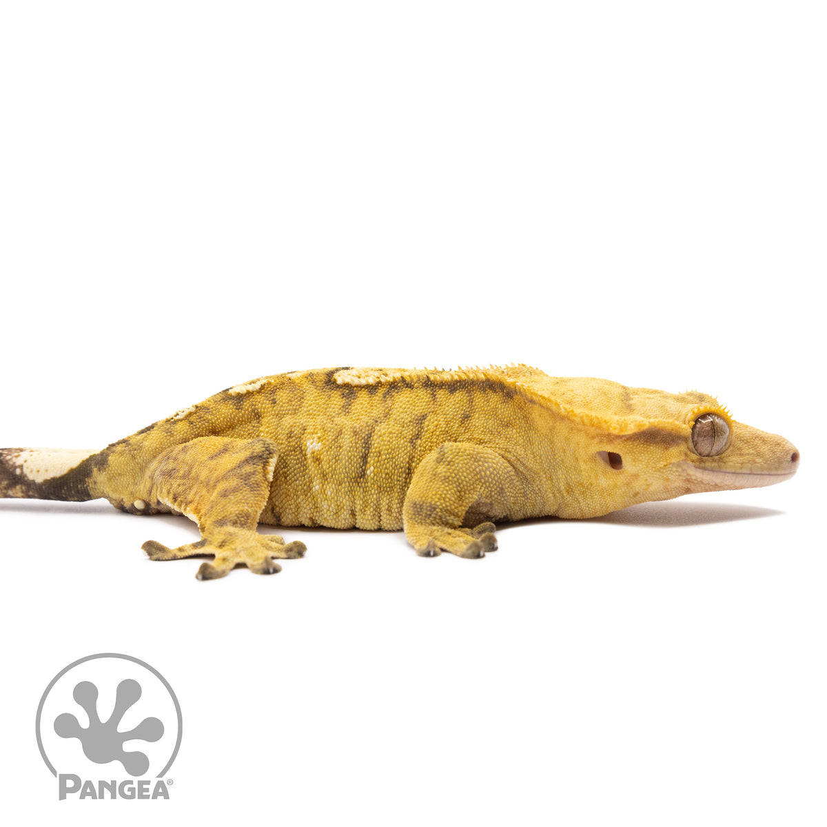 Cr-2835 facing right