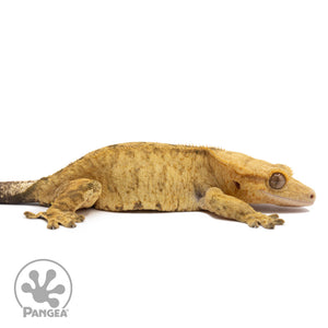 Cr-2837 facing right