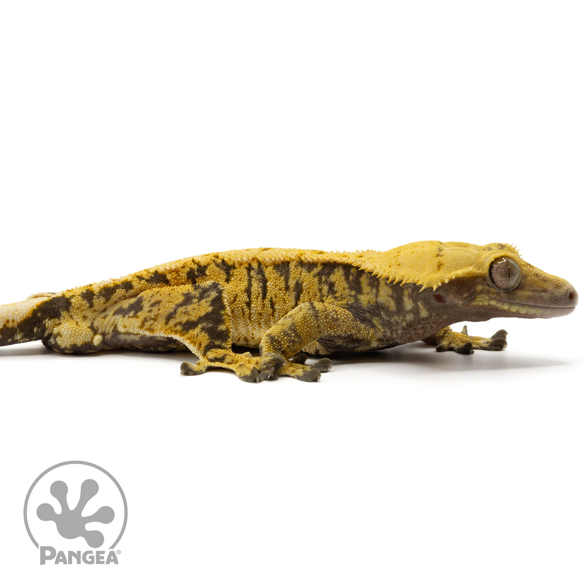  Cr-1717 facing right