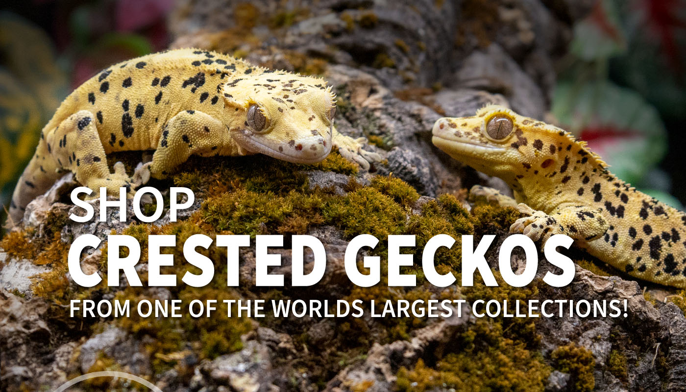Pangea Reptile Geckos For Sale | Crested, Gargoyle, Leachianus and ...