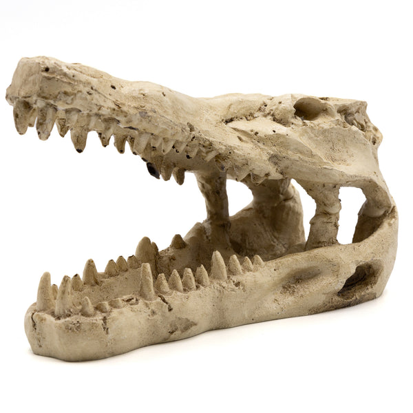 Crocodile Skull | Reptile Hides & Decor | Pangea Reptile - Pangea
