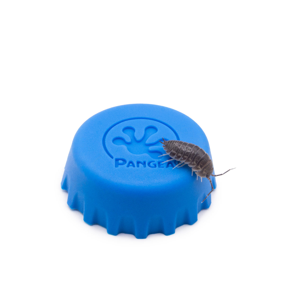 Cylisticus convexus ‘Curly’ Isopods