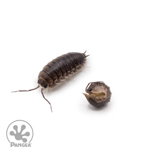 Cylisticus convexus ‘Curly’ Isopods