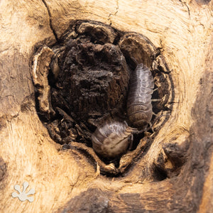 Cylisticus convexus ‘Curly’ Isopods