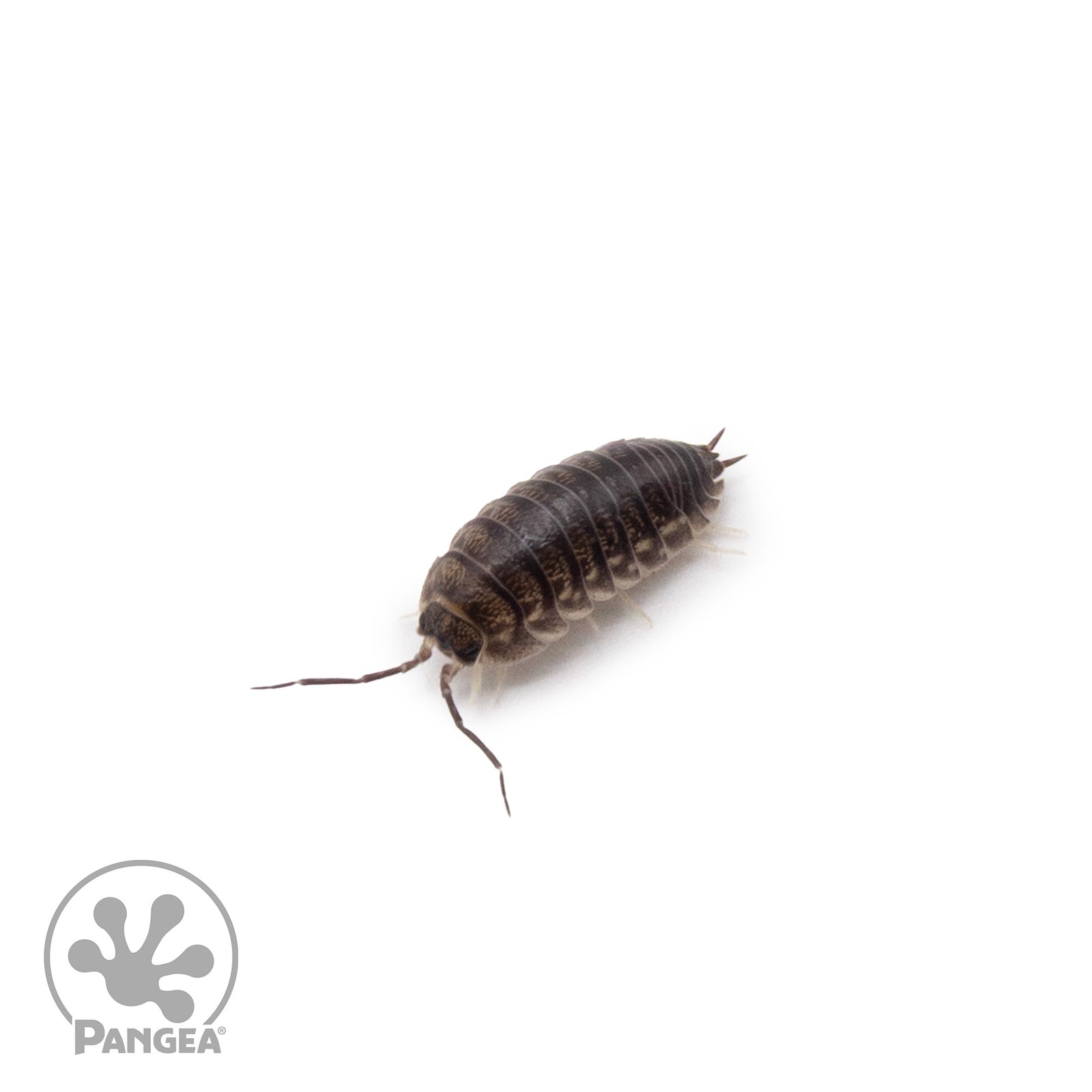 Cylisticus convexus ‘Curly’ Isopods