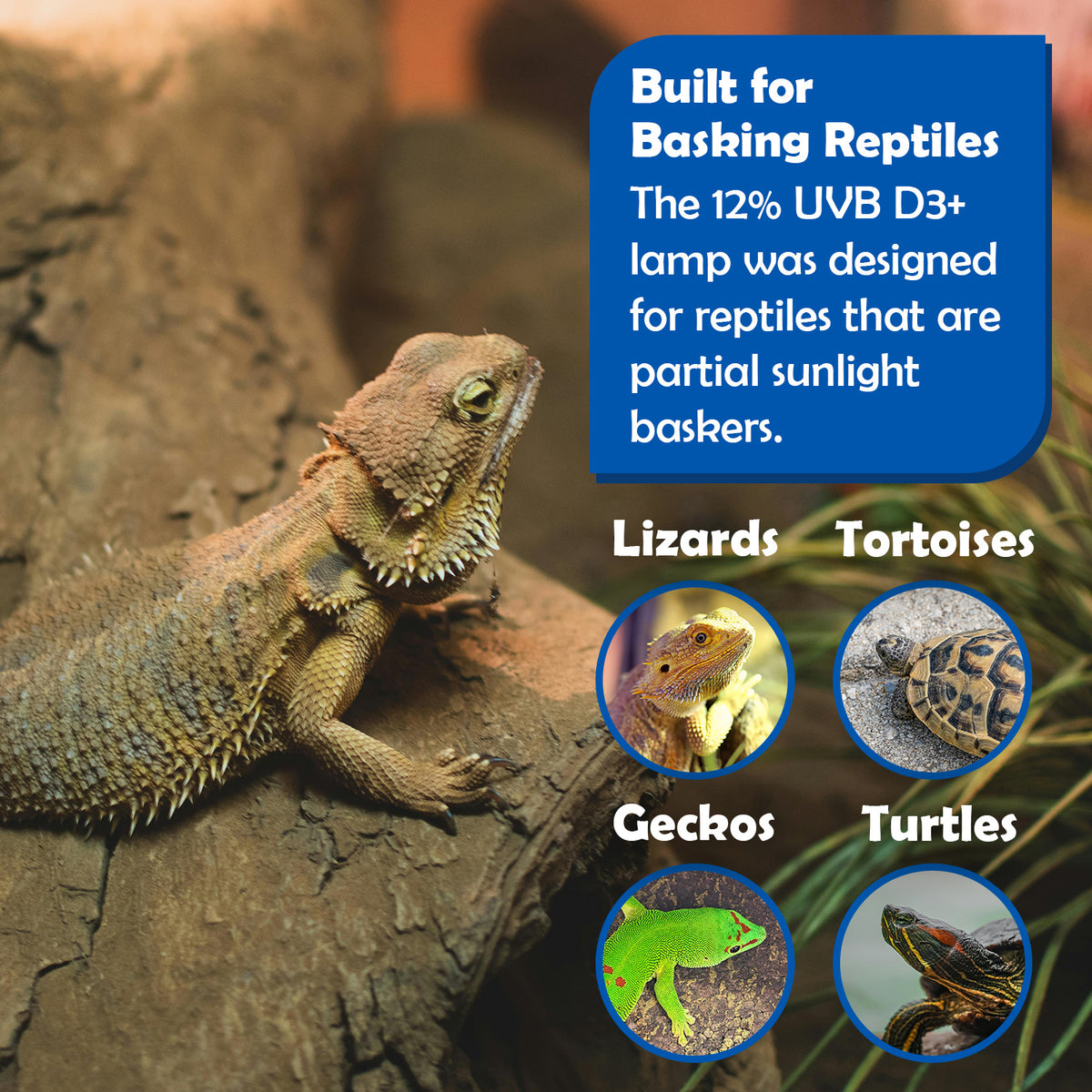 Highlighted species for that Arcadia 12% UVB was designed for
