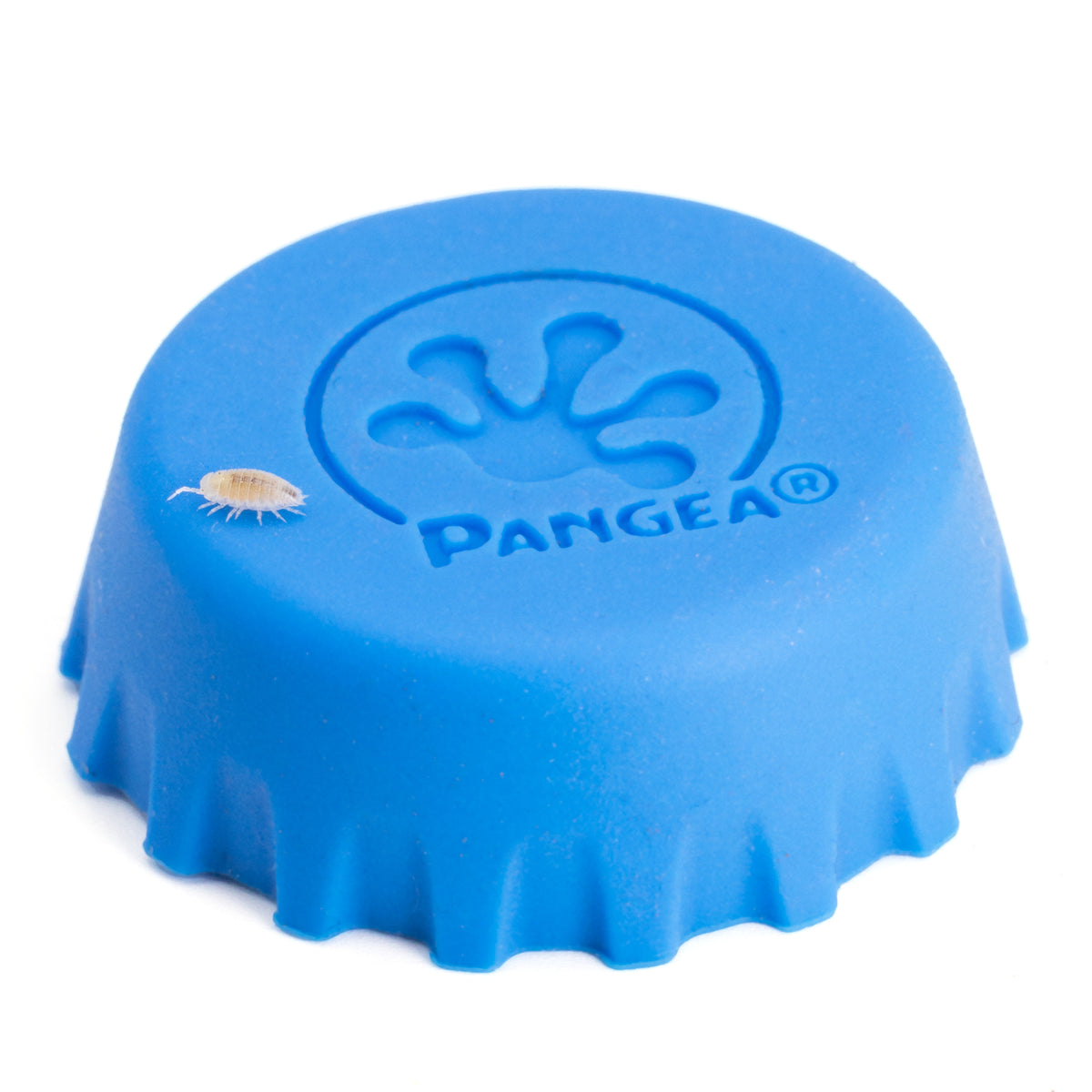 A dwarf white (Trichorhina tomentosa) isopod on top of a blue Pangea silicone bottle cap feeding dish.