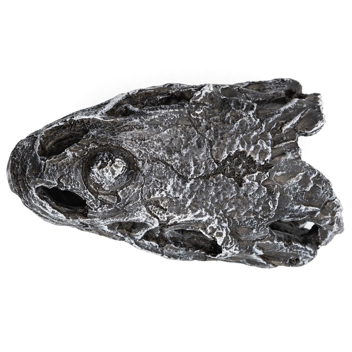 Pangea Dinosaur Skull Reptile Hide