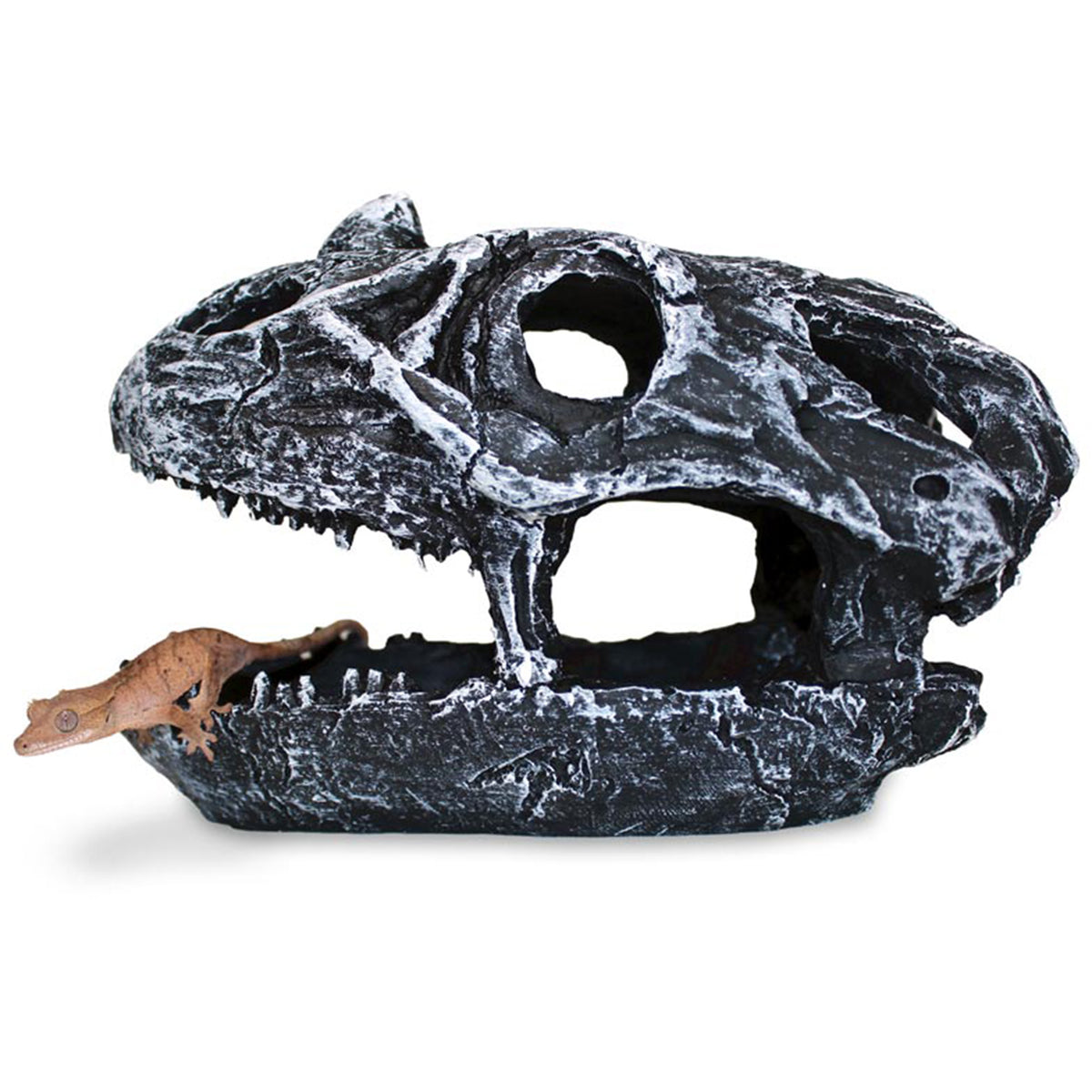 Pangea Dinosaur Skull Reptile Hide - with gecko climbing over teeth in mouth.