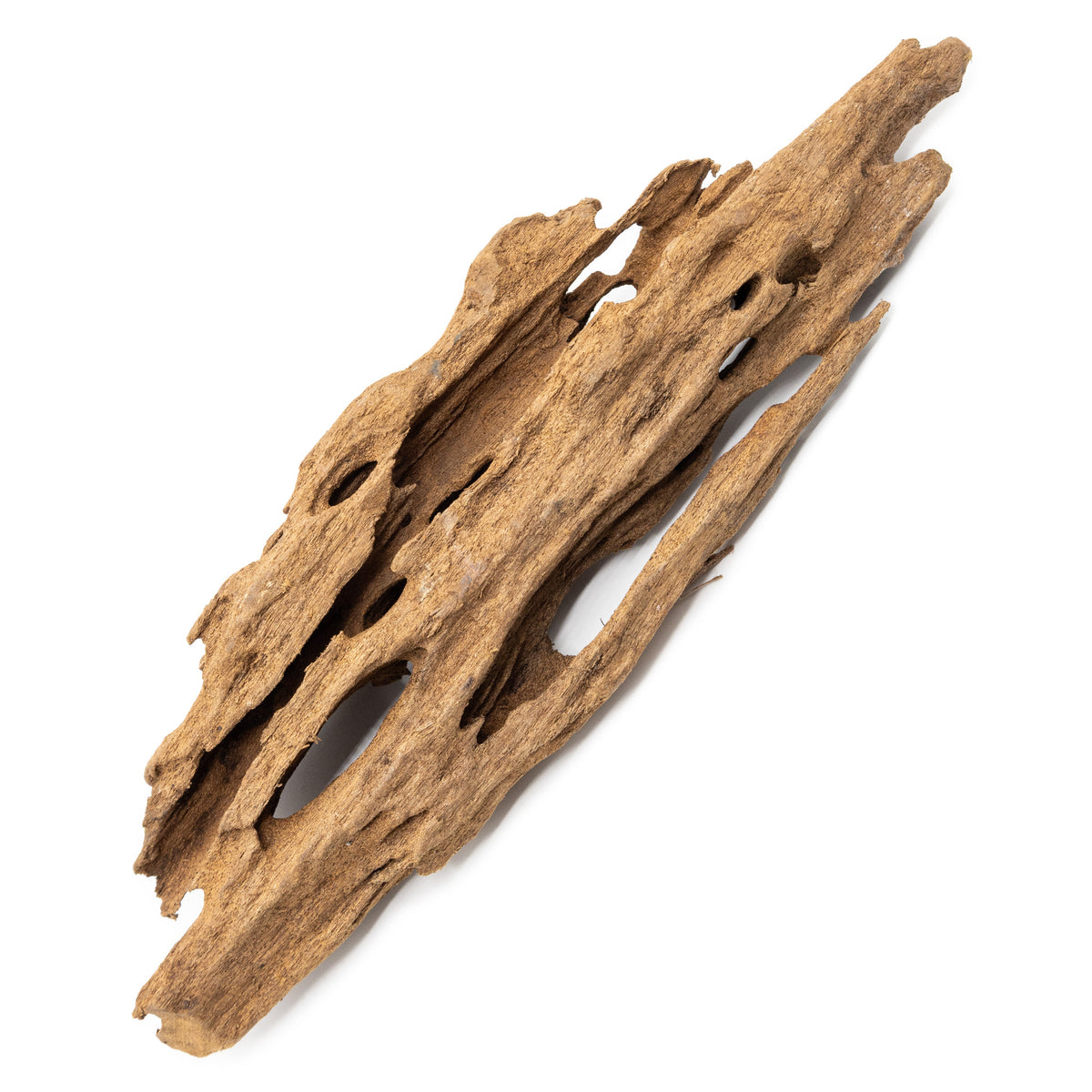 Small piece of Malaysian Driftwood isolated on a white background