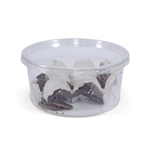 Container of adult Dubia roaches