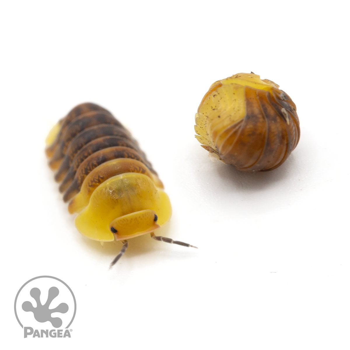 Cubaris sp.  ‘Rubber Ducky’ Isopods
