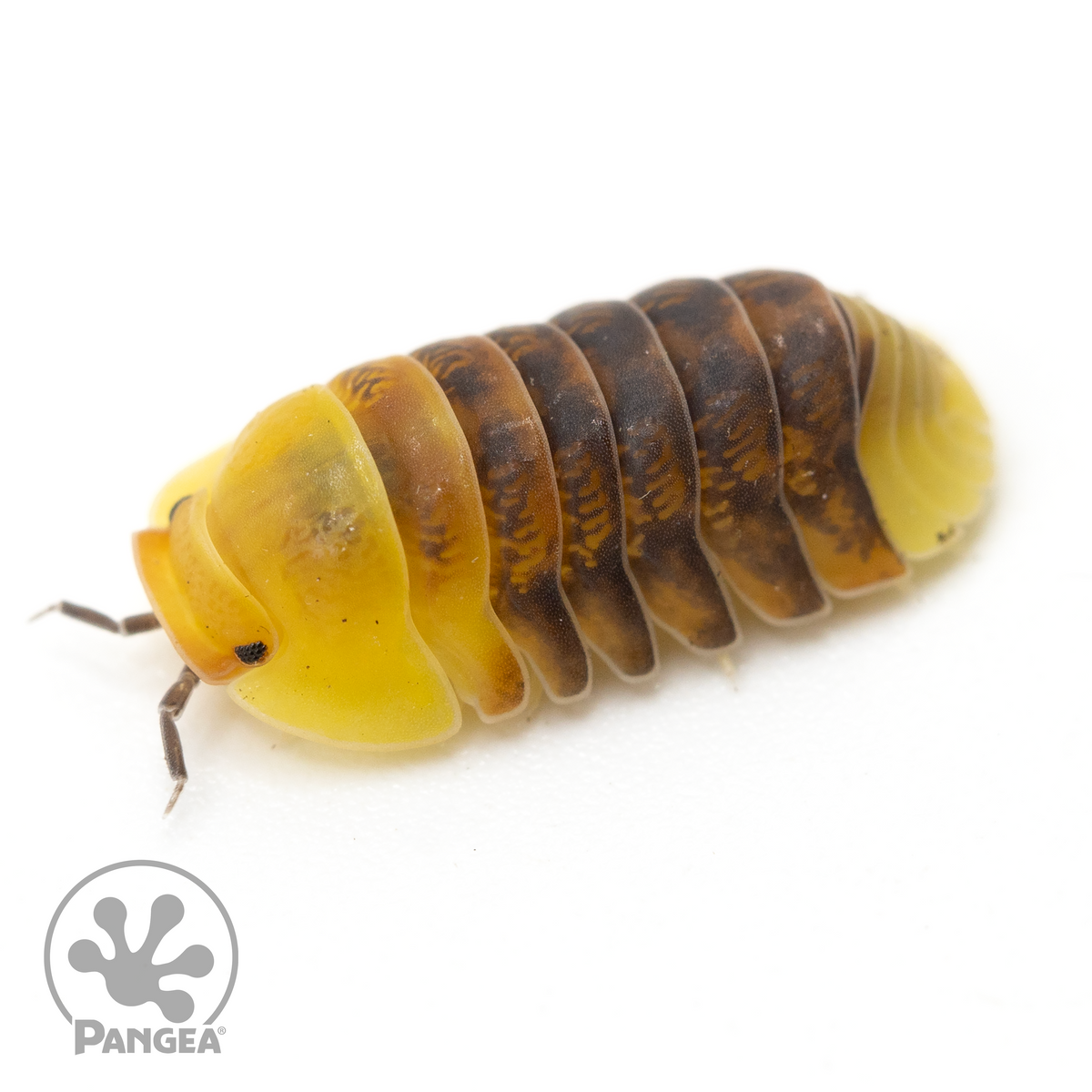 Rubber Ducky Insect Cubaris sp. ‘Rubber Ducky’ Isopods - Pangea Reptile LLC