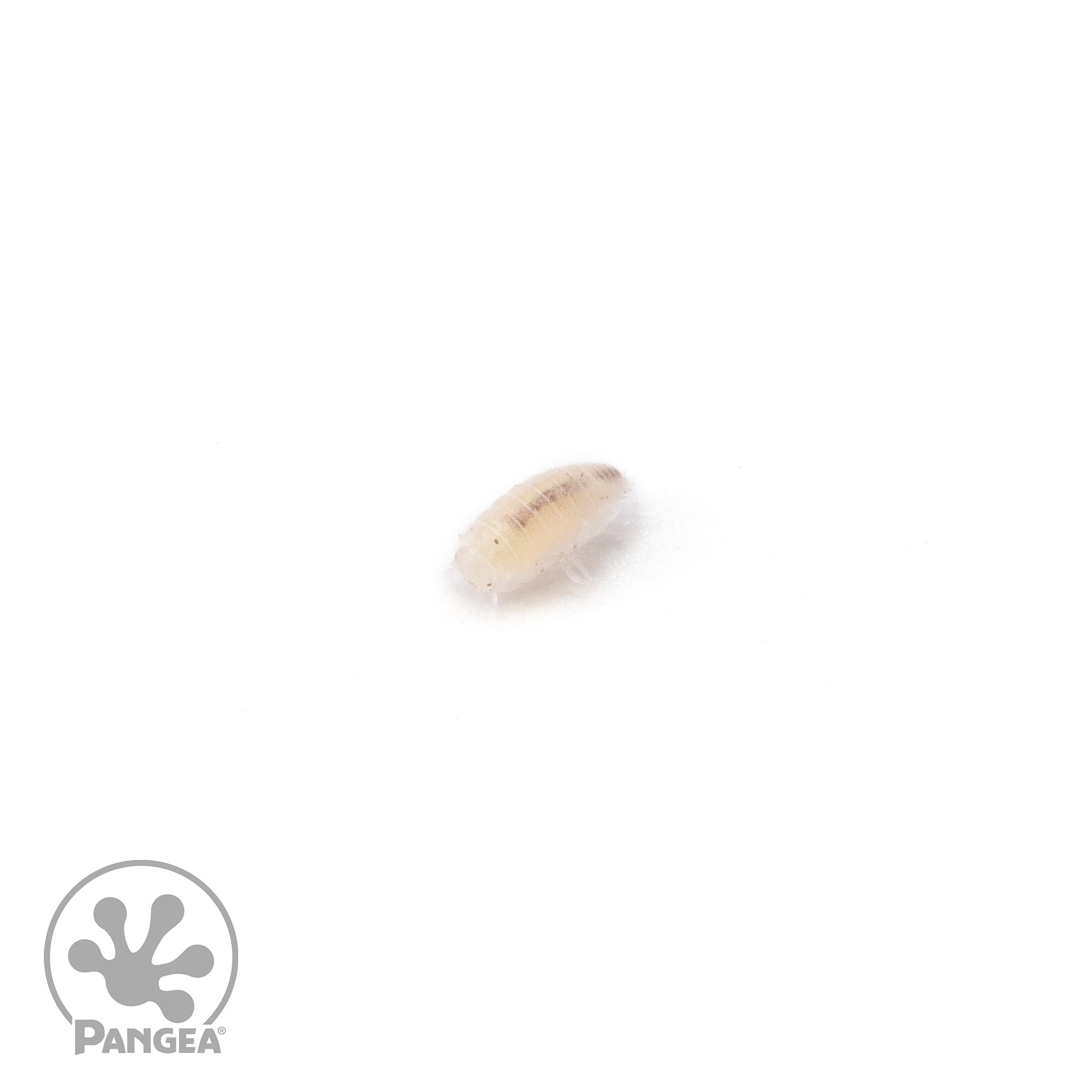 Trichorhina tomentosa 'Dwarf White' Isopods - Pangea Reptile LLC