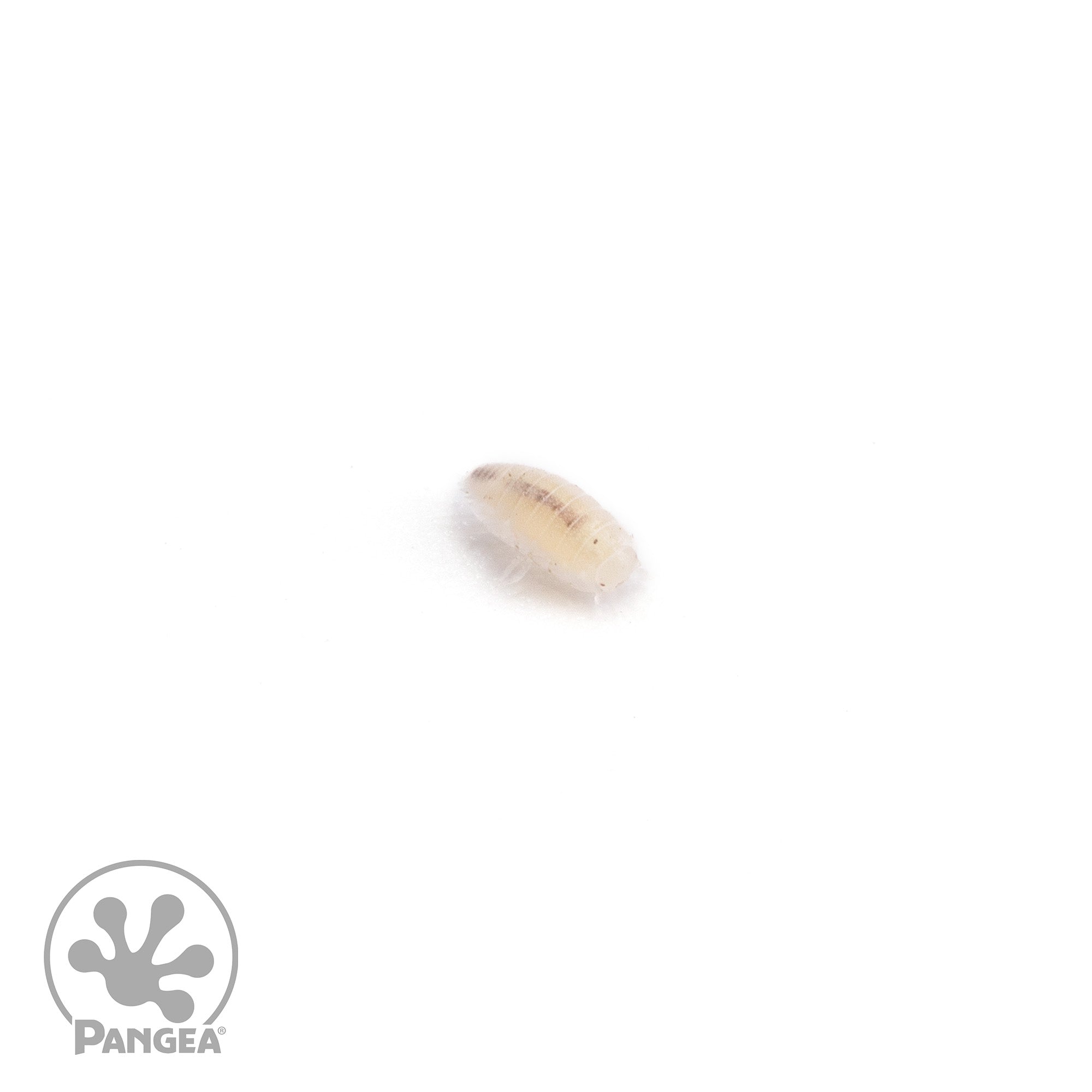 Trichorhina tomentosa 'Dwarf White' Isopods - Pangea Reptile LLC