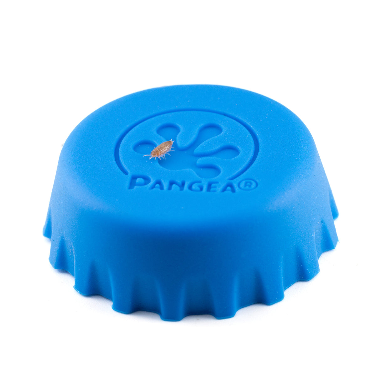 Trichoniscidae sp. 'Dwarf Purple' Isopods