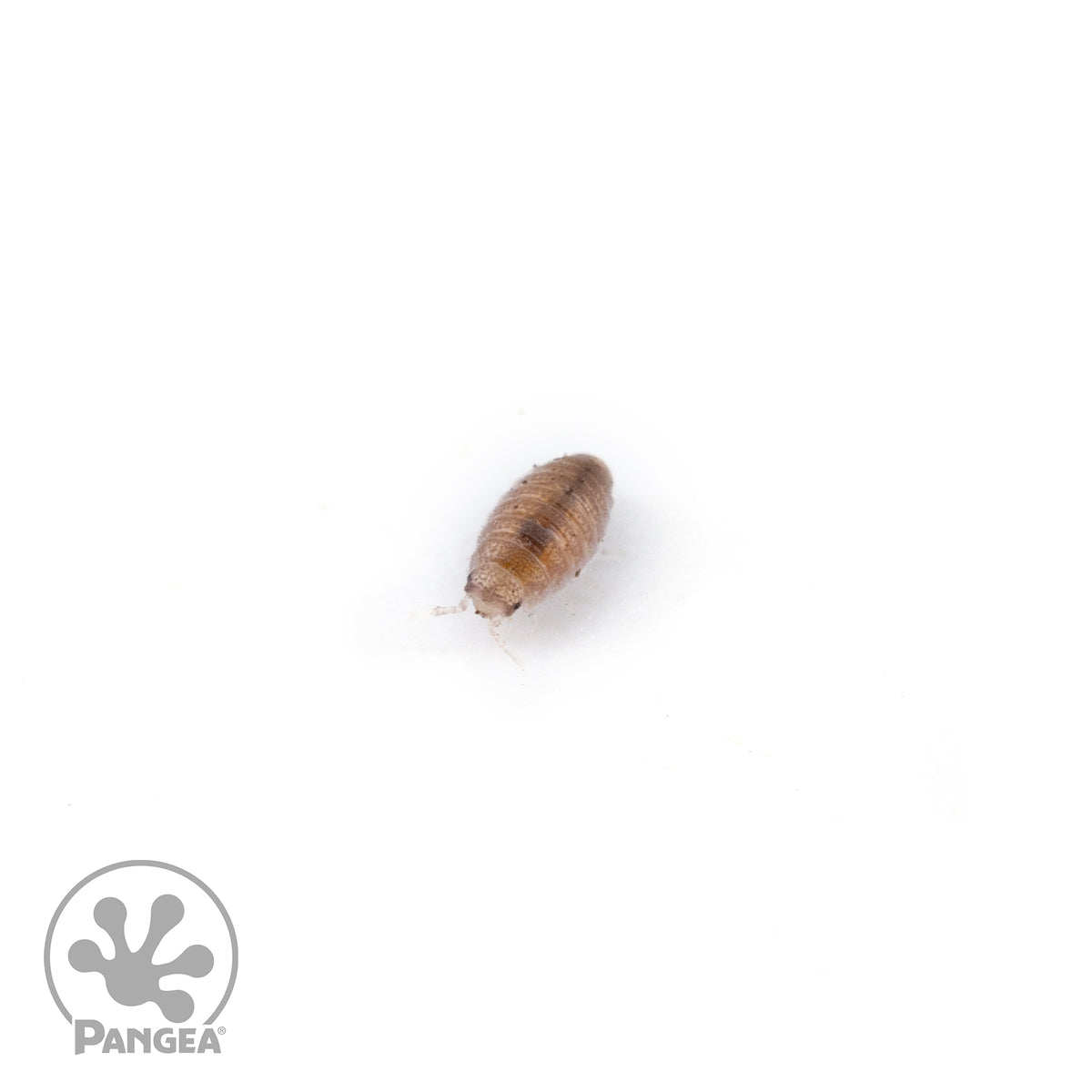 Trichoniscidae sp. 'Dwarf Purple' Isopods